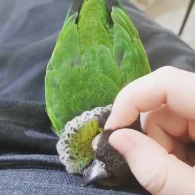 Scritch scritch scritch, scritch scritch scritch, scritch the conure, scritch the conure!