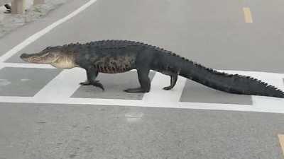 An alligator taking its good old time to cross the street, even using the crosswalk for safety