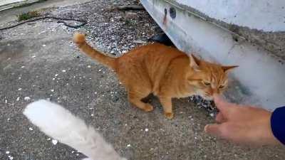 There was a pink cat in the fishing port, so when I stroked it, other cats also gathered.