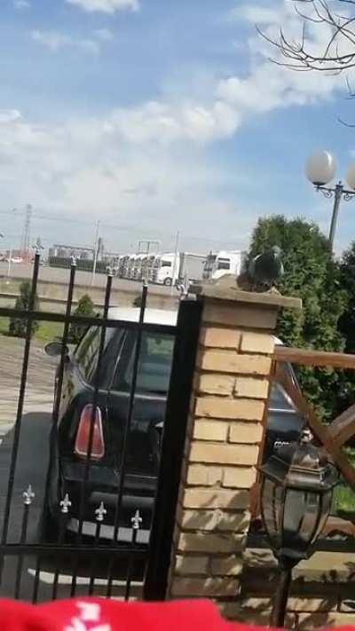 Pewds, I challenge you to a Pokemon battle!