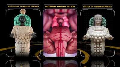 Excerpt from Magical Egypt 2 revealing that ancient 'fertility statues' contained encoded knowledge of neuroanatomy (like Michaelangelo's Sistine Chapel God/Brain). These are up to 30,000 years old. Graham Hancock is correct, there is a lost chapter of hu