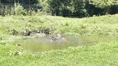 Capybaras frolicking in the water