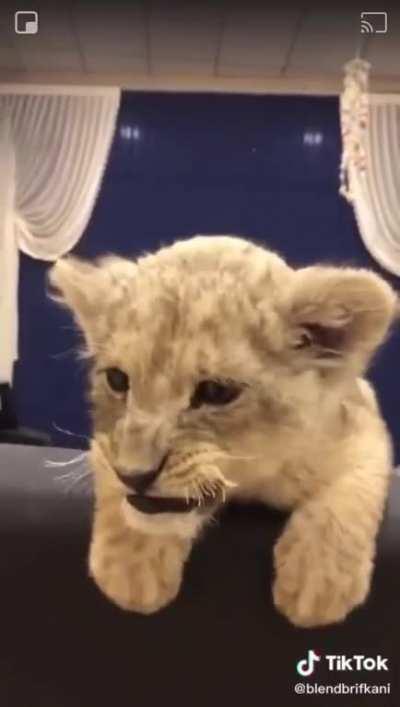 Lion kitten squeaks
