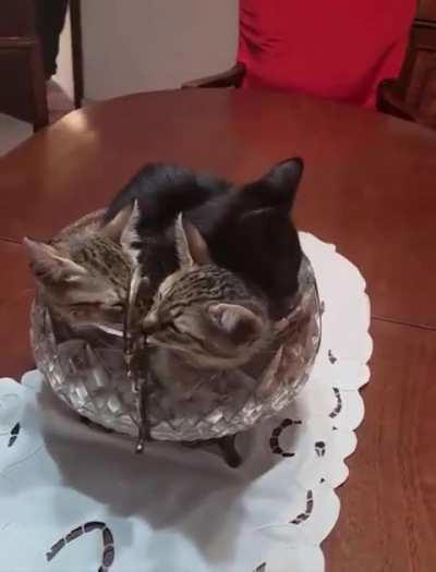 Still life bowl with cats