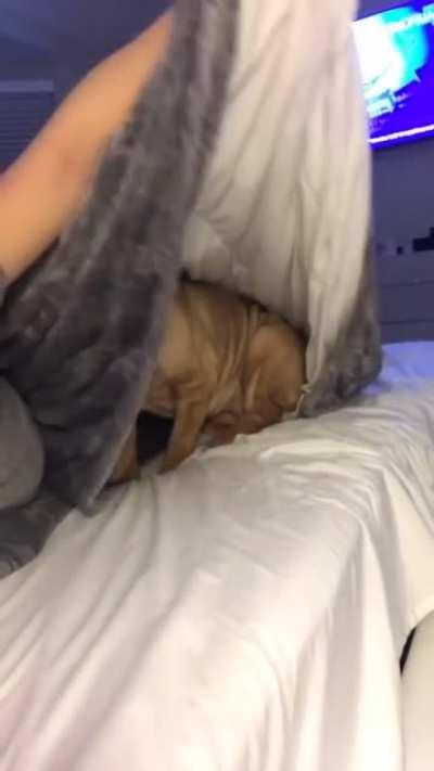 Gentle pupper asks to be tucked in to bed