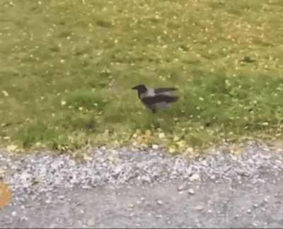 I see a 'hotdog, yummy