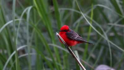 Churrinches en el Arroyo Los Cueros