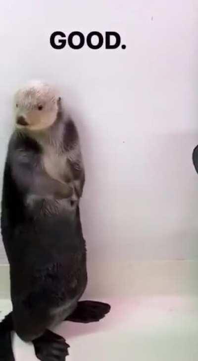 TIL Otters have pockets
