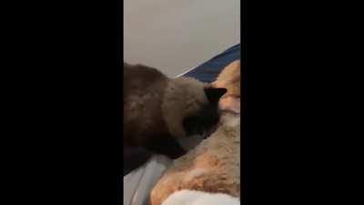 A couple in Brazil found out why they sometimes didn't hear the alarm in the mornings and were late for work.