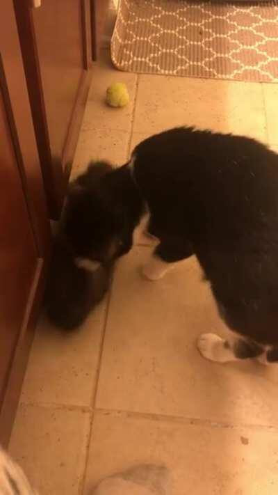 Astrid: “Hi! Hi” Mocha: “BYE” Astrid: “Let me love you!!”