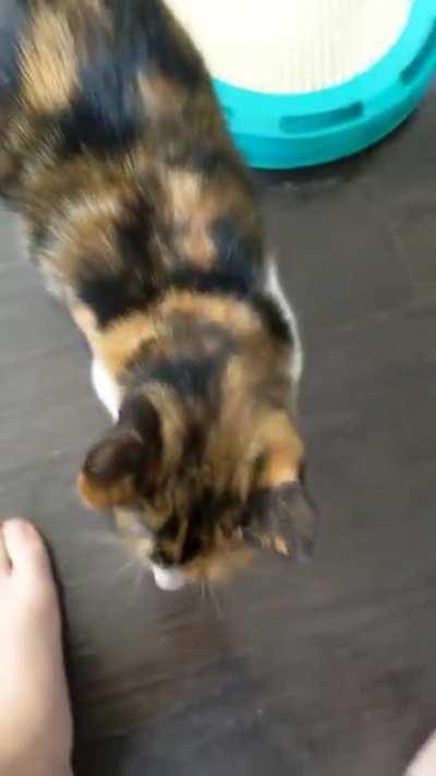 Girlfriend went out of town for a few days and I think someone misses her