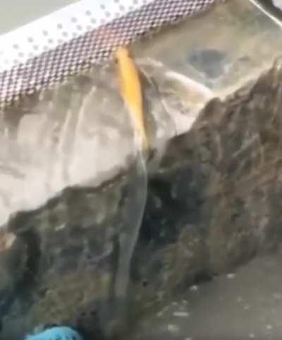 Fish brakes the matrix