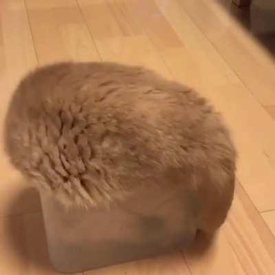 If this has been here before I apologise but oh my what a golden bake