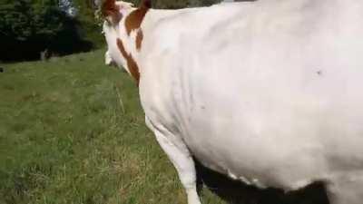 Cow is hoping someone will play with them