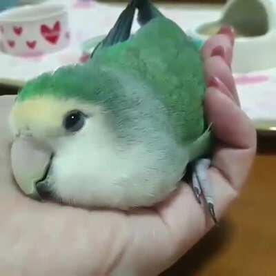 Adorable birb trustingly falling asleep in its owner's hand