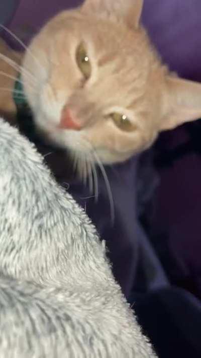 Cinnamon voicing her displeasure about waking up early