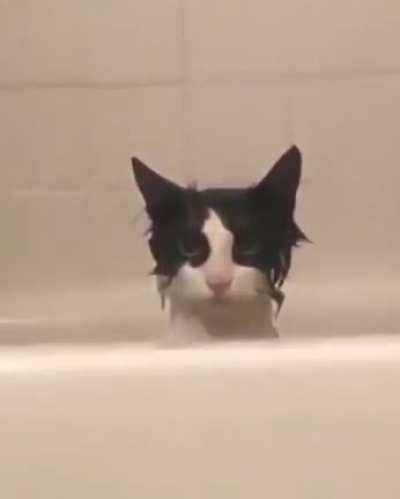 The Bathing Cat
