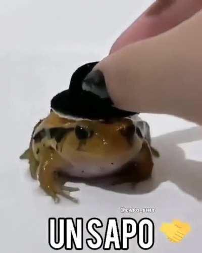 Sapo Orson Sapo Orson