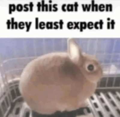 Eh, text here or sum idk