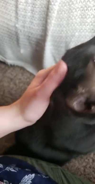 Shady Lady loves purring and showing off those teefies!