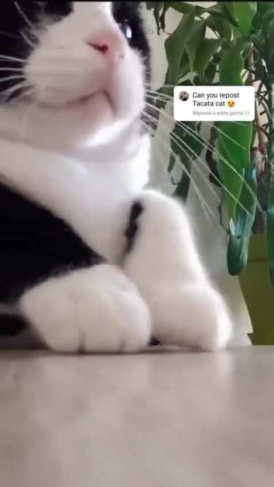 Cat dances better than me