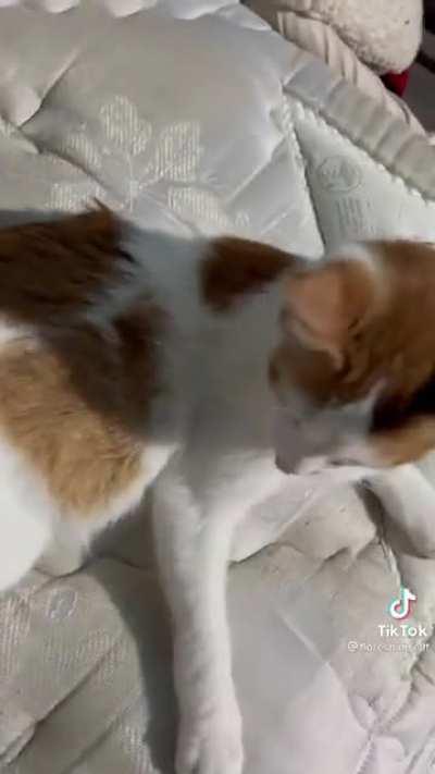 Cat swallows an airpod