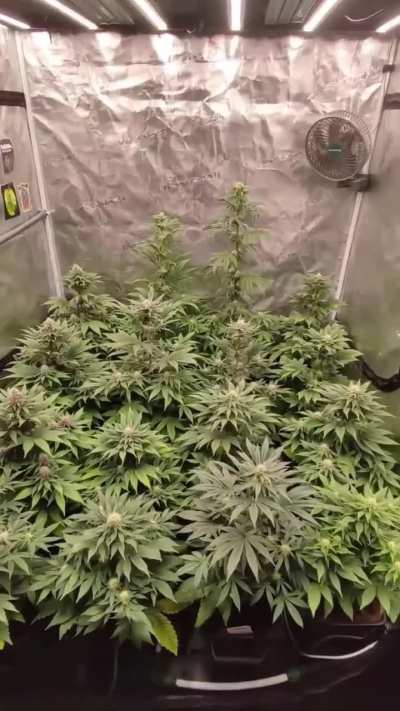 Veg to harvest, every stage thriving under FC6500-EVO + ADlite!
