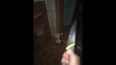 BeelcitosMemes - Video #4539