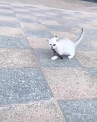 Alvin, tamer of tigers