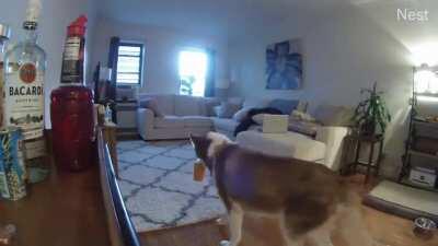 Got home from work and couldn’t figure out how a drink was spilled on rug, til I reviewed the Nest cam...