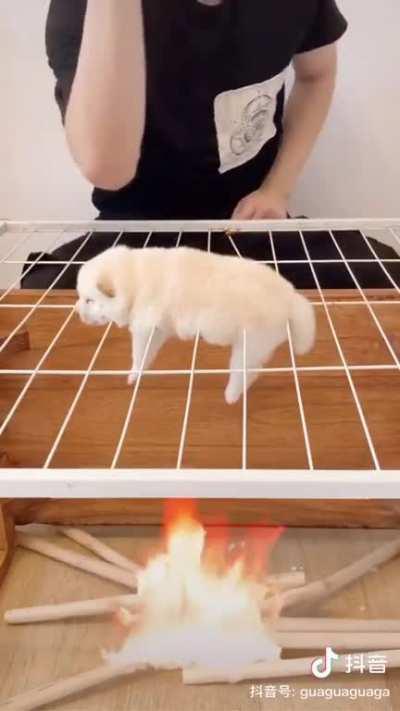 sICk fUcK roASts LIVe d0g oVer fIRe!!