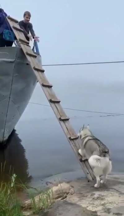 This husky had to learn to climb a vertical ladder onto a boat to travel with his owner.