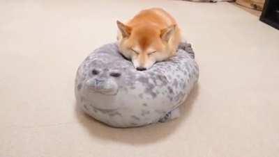 Shiba sleeping on a chunky seal pillow