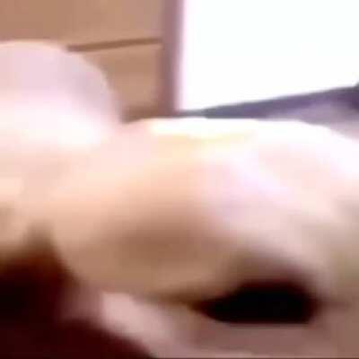 Se rompio el perro manteca 😔