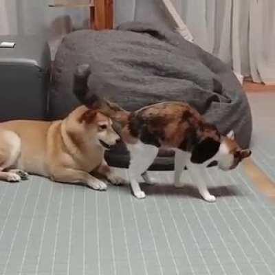 While I show off my Kung fu