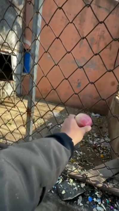 A cara do macaco quando ele não consegui