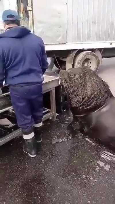 XXL Water Dog patiently waiting for his daily fish