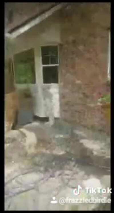 Shout out to the time I thought there was a frog in my house..