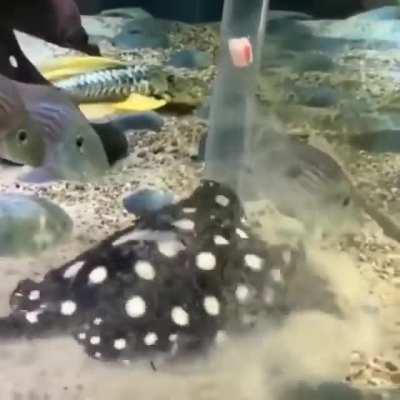 How a stingray is fed