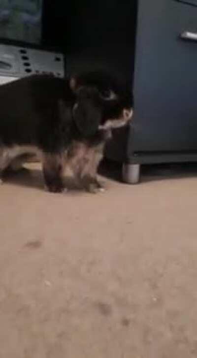 How funny is fluffys yawn 🤣🤣🤣