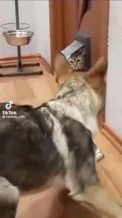 Assertive Cat is not having any of it.