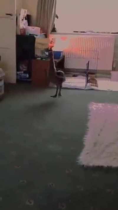 Look it’s Sweet Dee as a toddler