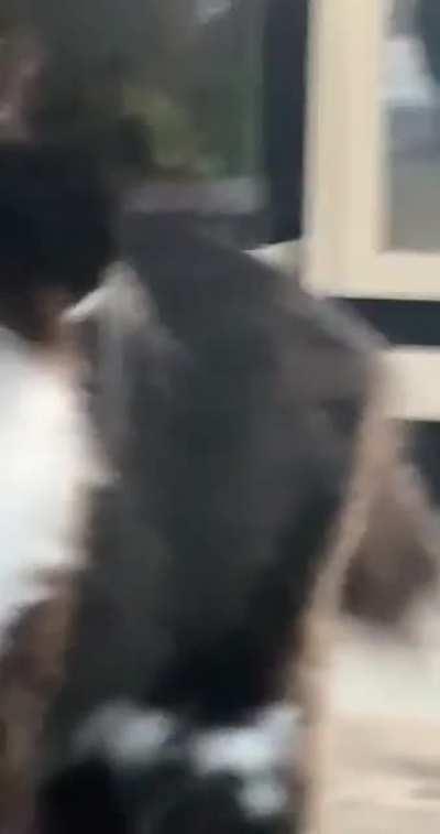 the cat looks so confused