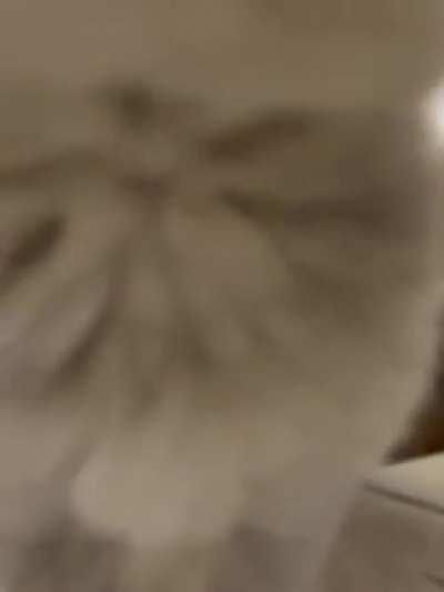 Our scottish fold Helsinki roars for the first time