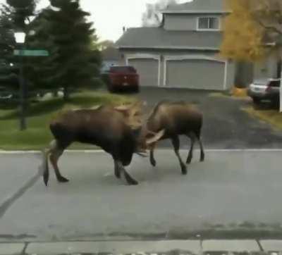 ''This Some National Geograhic Shit’’