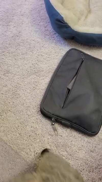 I can't decide if she deserves to be on r/catswhoyell or or r/petthedamncat more.