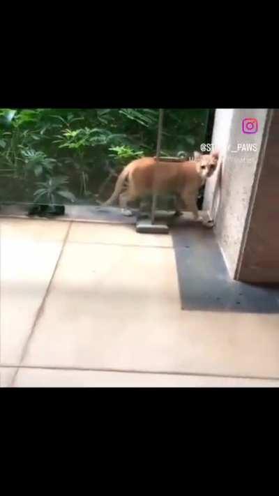 🧍➡️🦠➡️🧑‍🤝‍🧑 (mitosis cat) 