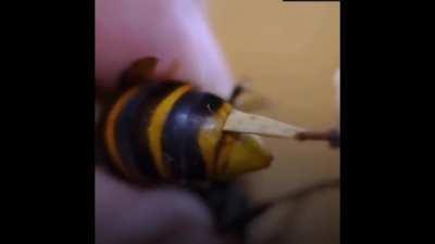 Just a small parasite