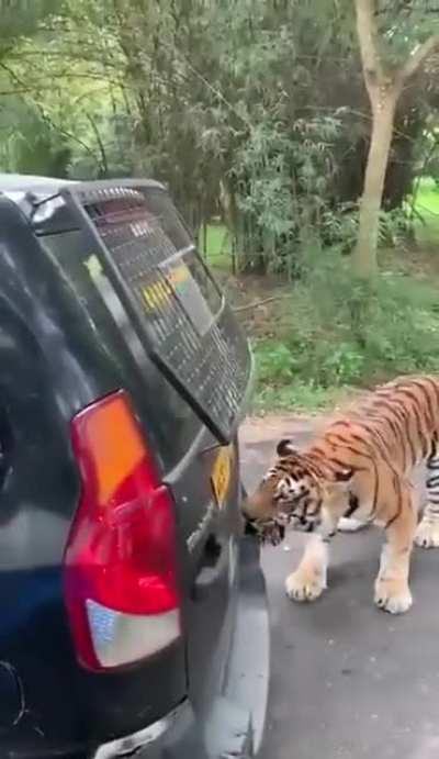 HMH Till The Guy Pull The SUV