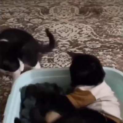 A mother cat lost its kitten, so the owners got another kitten for the mother to take care of.